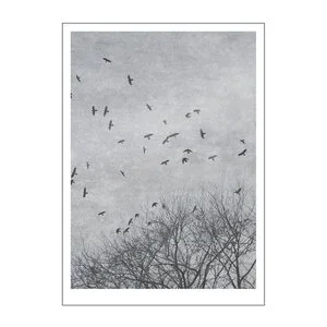 Ingrey Studio poster 50x70 cm crows v:6868265