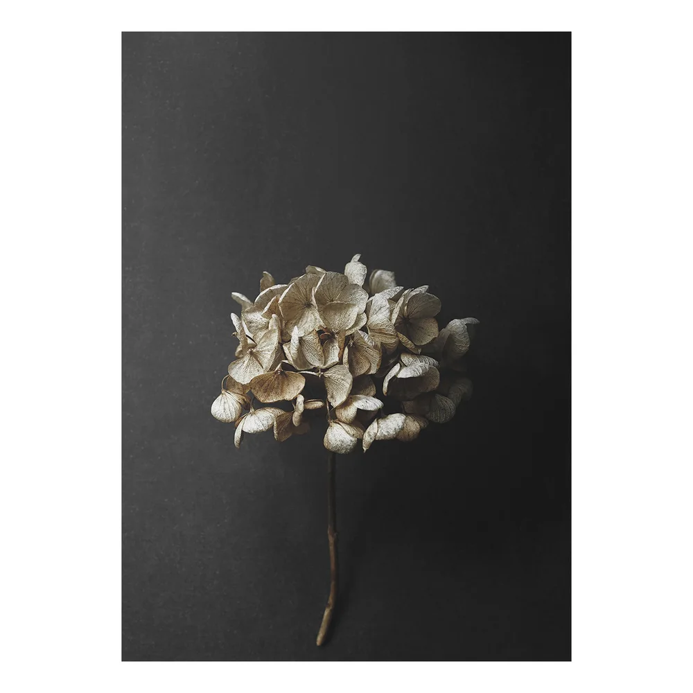 Stil Life 04 Hydrangea poster v:9132368 Stil Life 04 Hydrangea poster v:9132368